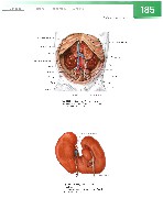 Sobotta  Atlas of Human Anatomy  Trunk, Viscera,Lower Limb Volume2 2006, page 192